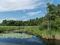 July 12, 2014 - Audubon Ipswich River Wildlife Sanctuary, Topsfield, Massachusetts.