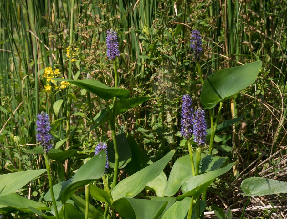 July 12, 2014 - Audubon Ipswich River Wildlife Sanctuary, Topsfield, Massachusetts.