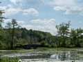 July 12, 2014 - Audubon Ipswich River Wildlife Sanctuary, Topsfield, Massachusetts.