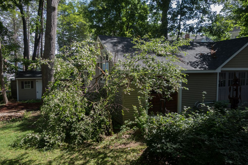 Broken tree after an overnight thunderstorm.<br />July 17, 2014 - Merrimac, Massachusett.