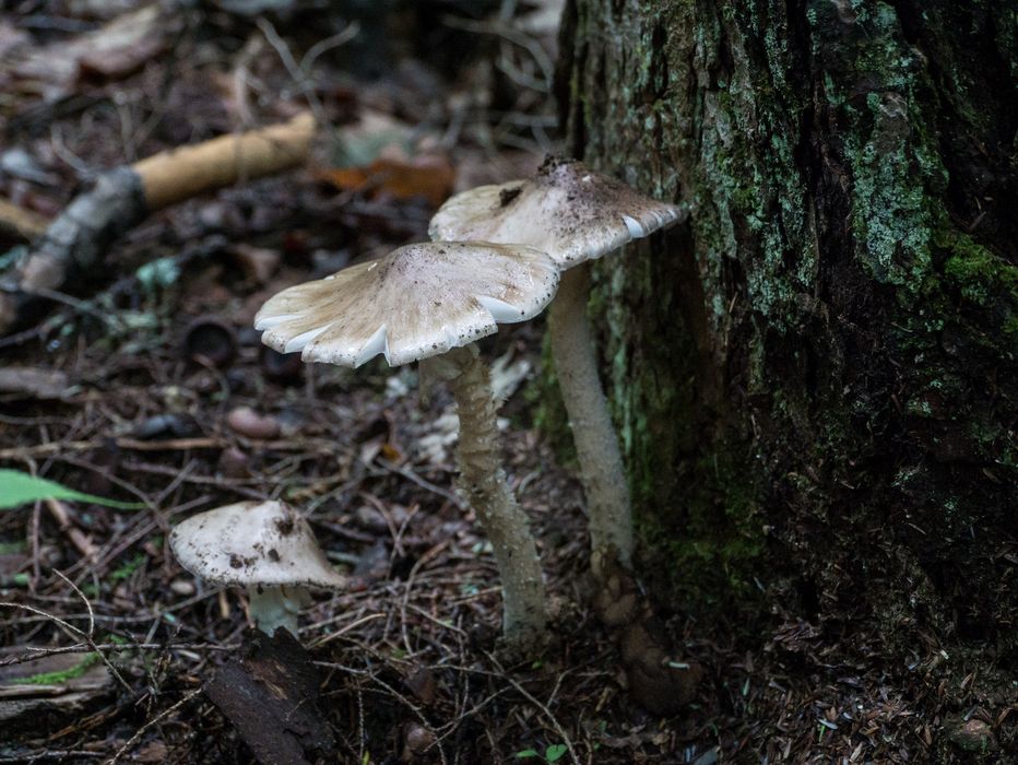 Hike to Thomson Falls.<br />July 24, 2014 - Hales Location, New Hampshire.
