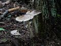 Hike to Thomson Falls.<br />July 24, 2014 - Hales Location, New Hampshire.