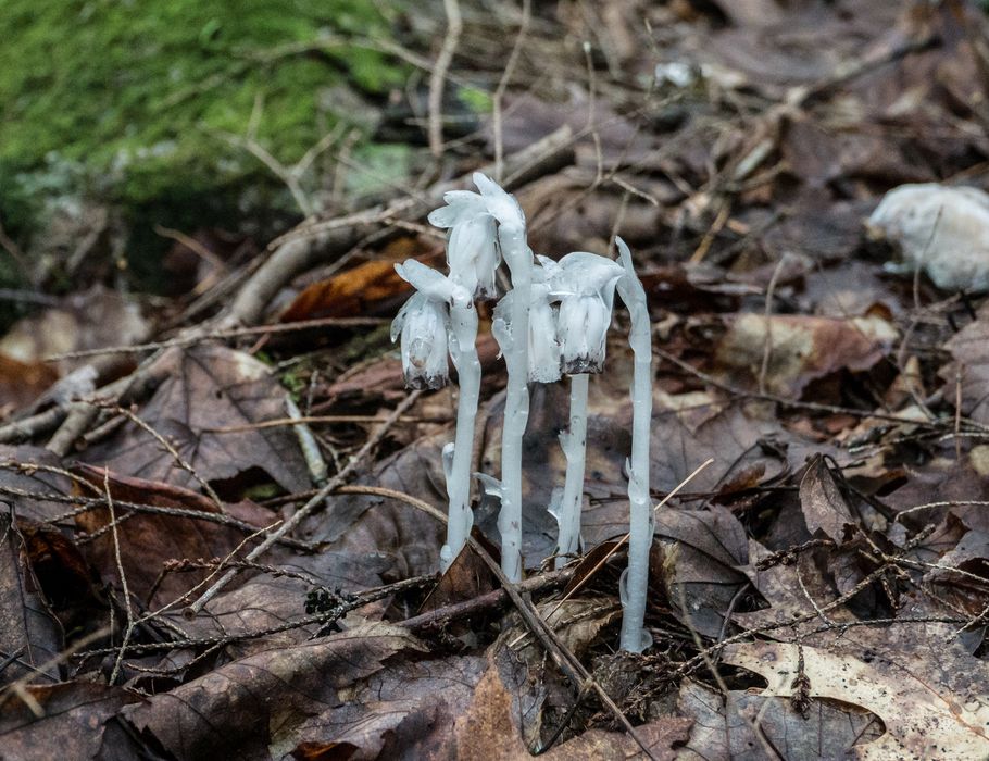 Indian pipe.<br />Hike to Thomson Falls.<br />July 24, 2014 - Hales Location, New Hampshire.