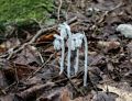 Indian pipe.<br />Hike to Thomson Falls.<br />July 24, 2014 - Hales Location, New Hampshire.