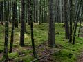 Clean, mossy floor in the woods.<br />Hike to Thomson Falls.<br />July 24, 2014 - Hales Location, New Hampshire.