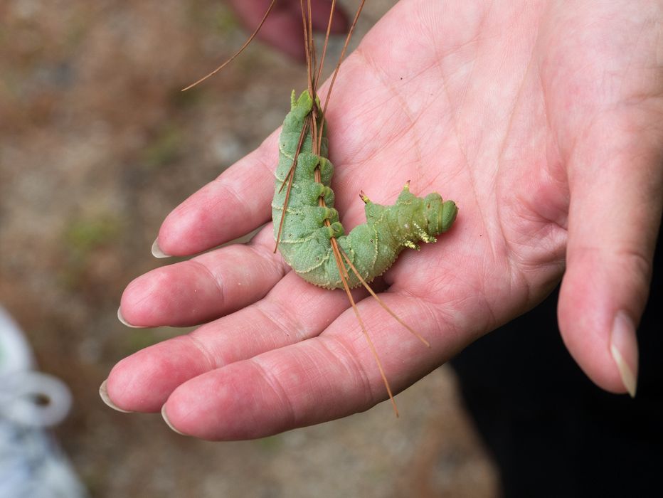 Big caterpillar in Joyce's hand.<br />Hike to Thomson Falls.<br />July 24, 2014 - Conway, New Hampshire.