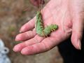 Big caterpillar in Joyce's hand.<br />Hike to Thomson Falls.<br />July 24, 2014 - Conway, New Hampshire.