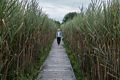 Joyce on the Marsh Walk.<br />Aug. 1, 2014 - Parker River National Wildlife Refuge.