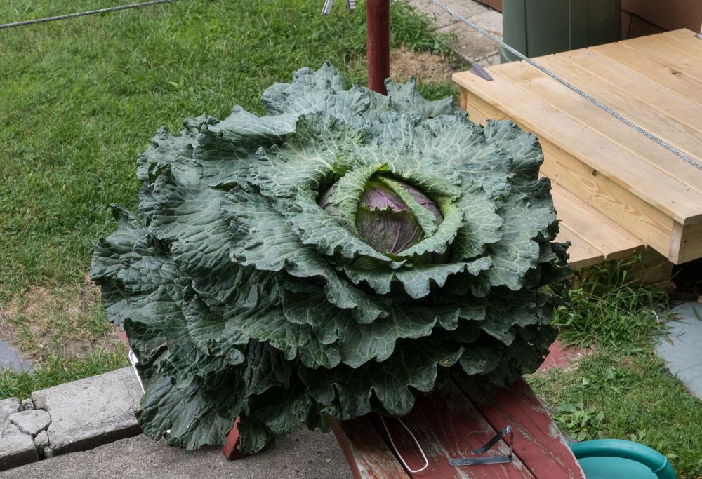 One of Paul's monster cabbages.<br />Aug. 16, 2014 - At Marie's in Lawrence, Massachusetts.