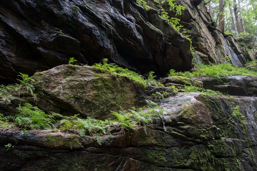Ferns and moss on a gorge wall ledge.<br />Aug. 21 - 2014 - The Flume, Franconia Notch, New Hampshire.