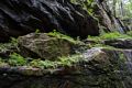 Ferns and moss on a gorge wall ledge.<br />Aug. 21 - 2014 - The Flume, Franconia Notch, New Hampshire.