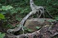 A tree walking on a rock.<br />Aug. 21 - 2014 - The Flume, Franconia Notch, New Hampshire.