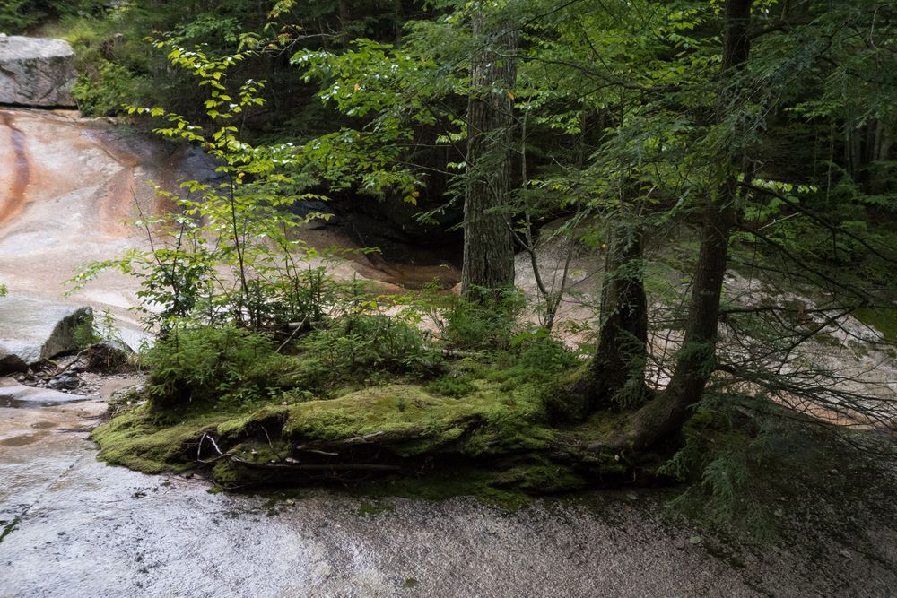 A green island in a sea of rock at The Basin.<br />Aug. 22, 2014 - At The Basin, Franconia Notch, New Hampshire.