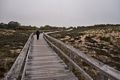 Joyce heading back to the car on boardwalk to lot # 3.<br />A walk with Joyce on a foggy afternoon.<br />Sept. 21, 2014 - Parker River National Wildlife Refuge, Plum Island, Massachusetts.