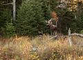 Tourist photo op: a stuffed moose.<br />Oct. 3, 2014 - On Cog Railway on the way down from Mt. Washington, New Hampshire.