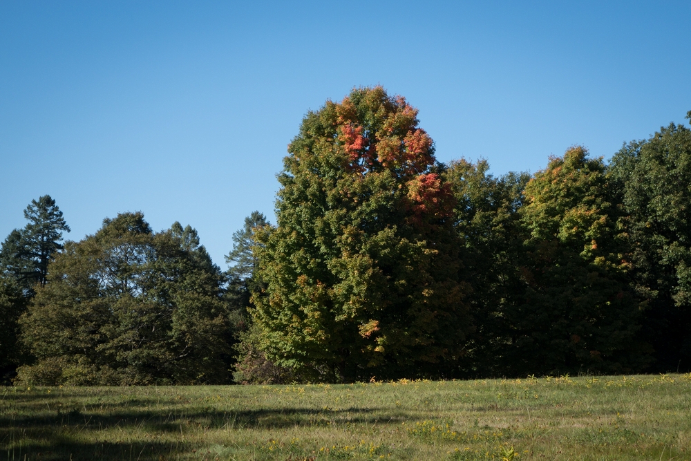 A sign of fall.<br />A walk with Joyce.<br />Oct 5, 2014 - Maudslay State Park, Newburyport, Massachusetts.