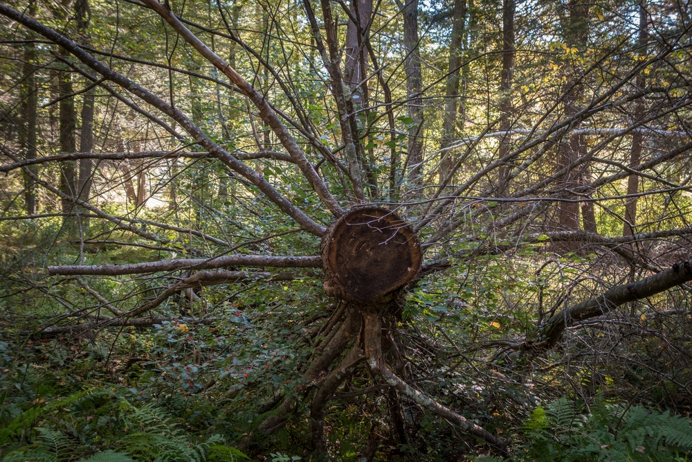 A walk with Joyce.<br />Oct 5, 2014 - Maudslay State Park, Newburyport, Massachusetts.