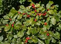 Winterberry.<br />A walk with Joyce.<br />Oct 5, 2014 - Maudslay State Park, Newburyport, Massachusetts.