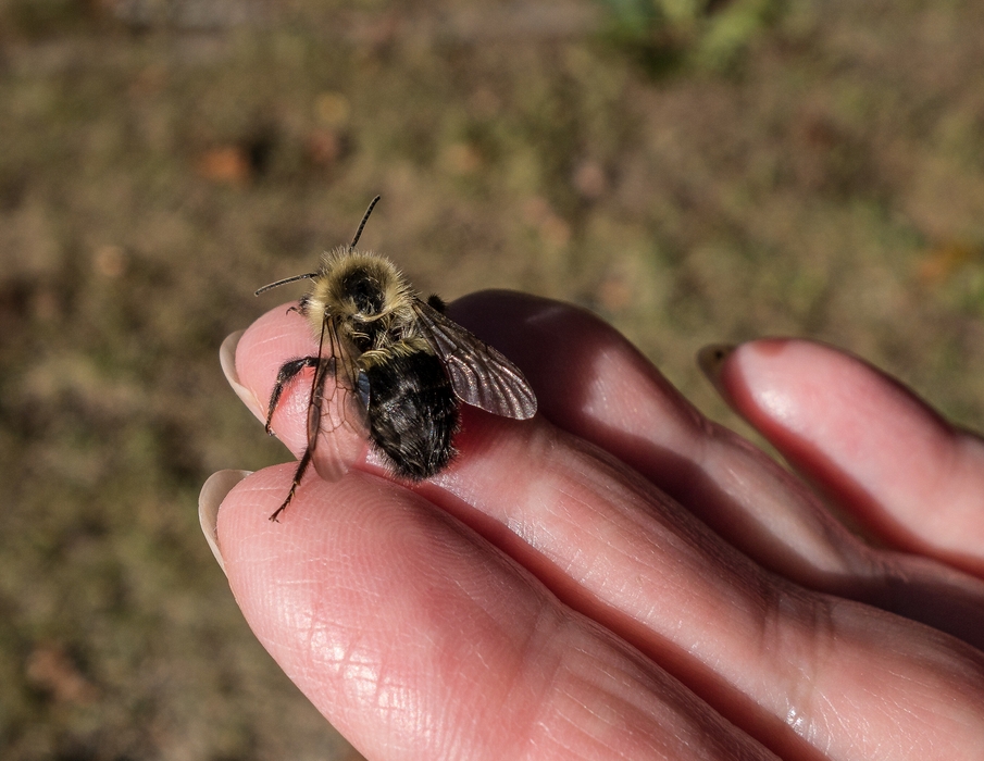 A bee that landed in Joyce's hair<br />A walk with Joyce.<br />Oct 5, 2014 - Maudslay State Park, Newburyport, Massachusetts.