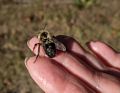 A bee that landed in Joyce's hair<br />A walk with Joyce.<br />Oct 5, 2014 - Maudslay State Park, Newburyport, Massachusetts.