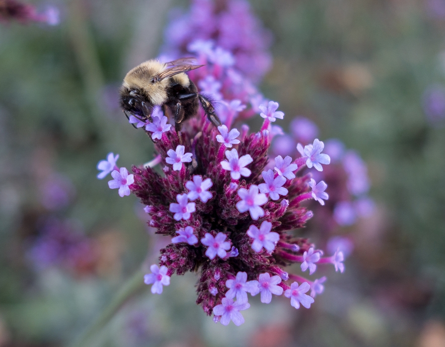 Bee on flower on our usual two mile walk.<br />Oct. 8, 2014 - W. Main Street, Merrimac.