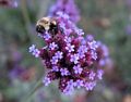 Bee on flower on our usual two mile walk.<br />Oct. 8, 2014 - W. Main Street, Merrimac.