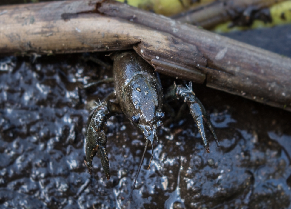 A crayfish in the mud of the pond where Joyce's sculpture sits.<br />Oct. 10, 2014 - Nara Park, Acton, Massachusetts.