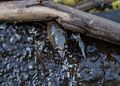 A crayfish in the mud of the pond where Joyce's sculpture sits.<br />Oct. 10, 2014 - Nara Park, Acton, Massachusetts.