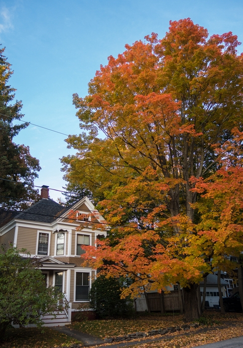 The maple in front of our house is in full fall colors.<br />Oct. 14, 2014 - Merrimac, Massachusetts.
