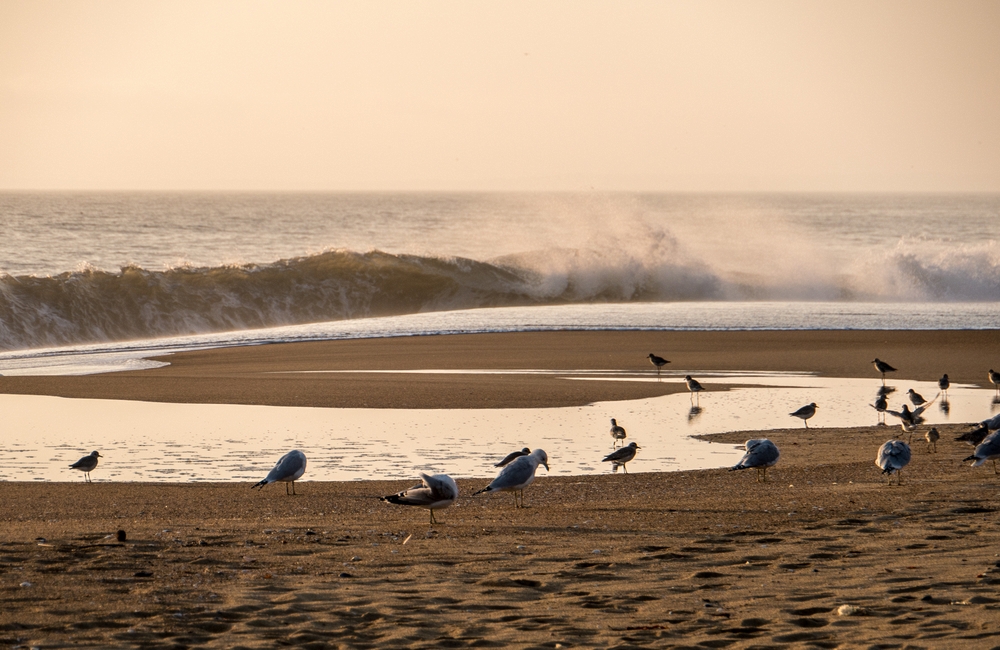 Phabulous Photo Weekend sunrise shoot.<br />Oct. 18, 2014 - Palrker River National Wildlife Refuge, Plum Island, Massachusetts.