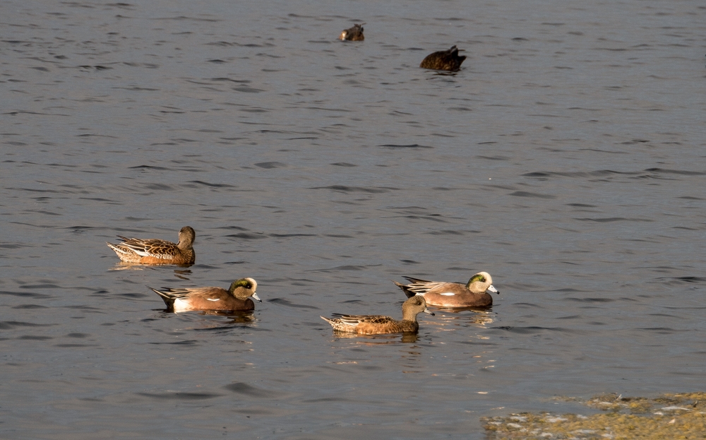 American wigeons.<br />Phabulous Photo Weekend sunrise shoot.<br />Oct. 18, 2014 - Palrker River National Wildlife Refuge, Plum Island, Massachusetts.