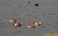 American wigeons.<br />Phabulous Photo Weekend sunrise shoot.<br />Oct. 18, 2014 - Palrker River National Wildlife Refuge, Plum Island, Massachusetts.