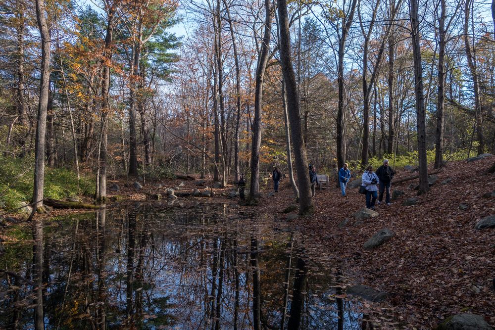 Vernal pool.<br />A Photographic Society of Parker River National Wildlife outing.<br />Nov. 8, 2014 - Ipswich River Wildlife Sanctuary, Topsfield, Massachusetts.
