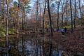 Vernal pool.<br />A Photographic Society of Parker River National Wildlife outing.<br />Nov. 8, 2014 - Ipswich River Wildlife Sanctuary, Topsfield, Massachusetts.