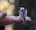 Chickadee.<br />A Photographic Society of Parker River National Wildlife outing.<br />Nov. 8, 2014 - Ipswich River Wildlife Sanctuary, Topsfield, Massachusetts.