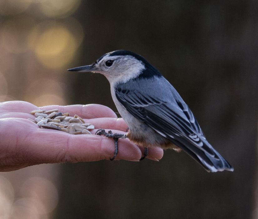 Nuthatch.<br />A Photographic Society of Parker River National Wildlife outing.<br />Nov. 8, 2014 - Ipswich River Wildlife Sanctuary, Topsfield, Massachusetts.