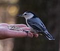 Nuthatch.<br />A Photographic Society of Parker River National Wildlife outing.<br />Nov. 8, 2014 - Ipswich River Wildlife Sanctuary, Topsfield, Massachusetts.