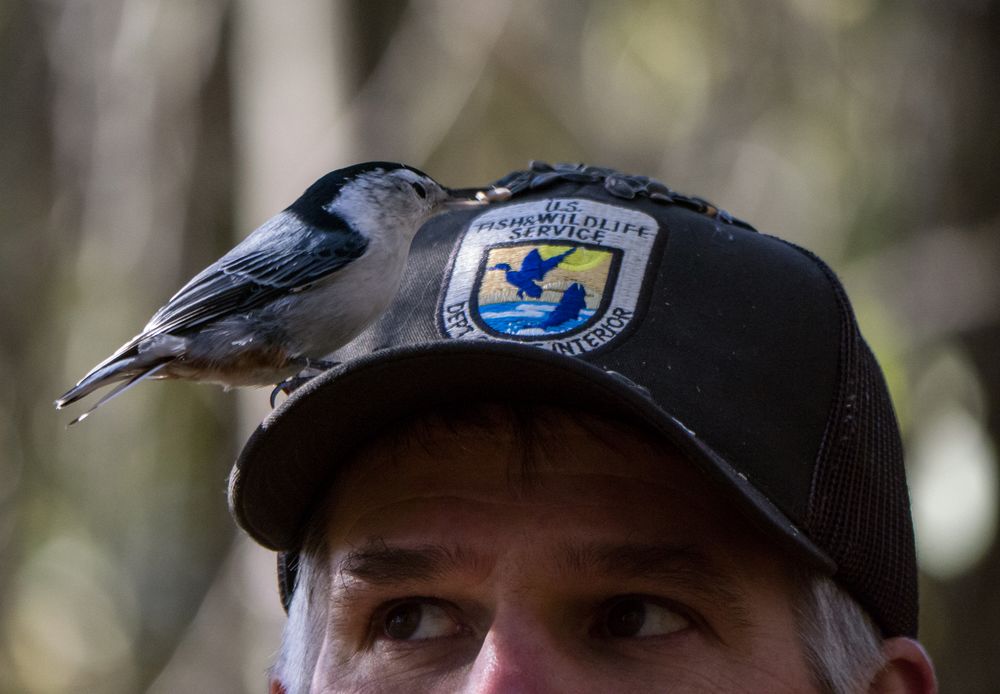 A nuthatch on Matt's cap.<br />A Photographic Society of Parker River National Wildlife outing.<br />Nov. 8, 2014 - Ipswich River Wildlife Sanctuary, Topsfield, Massachusetts.
