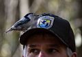 A nuthatch on Matt's cap.<br />A Photographic Society of Parker River National Wildlife outing.<br />Nov. 8, 2014 - Ipswich River Wildlife Sanctuary, Topsfield, Massachusetts.