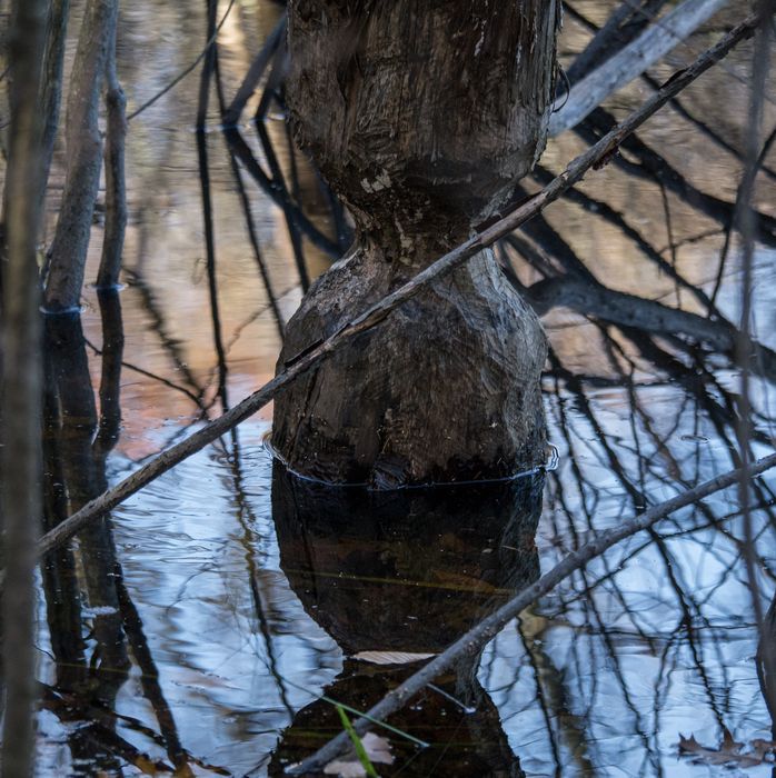 Beavers' work.<br />A Photographic Society of Parker River National Wildlife outing.<br />Nov. 8, 2014 - Ipswich River Wildlife Sanctuary, Topsfield, Massachusetts.