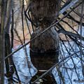 Beavers' work.<br />A Photographic Society of Parker River National Wildlife outing.<br />Nov. 8, 2014 - Ipswich River Wildlife Sanctuary, Topsfield, Massachusetts.