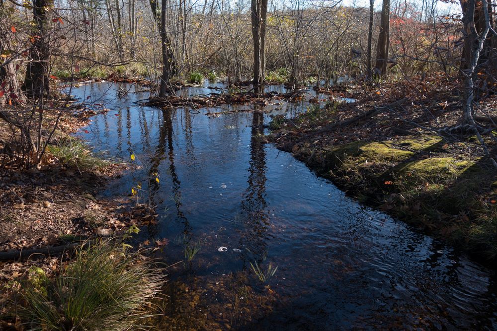 Small stream rather full from recent rains.<br />A Photographic Society of Parker River National Wildlife outing.<br />Nov. 8, 2014 - Ipswich River Wildlife Sanctuary, Topsfield, Massachusetts.