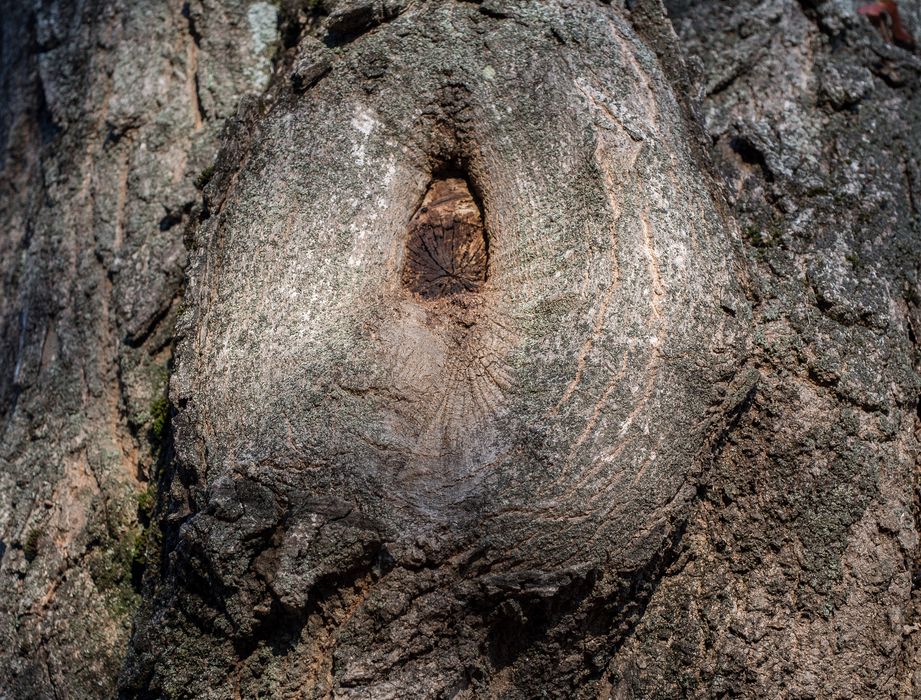 Tree scar.<br />Nov. 23, 2014 - Maudslay State Park, Newburyport, Massachusetts.