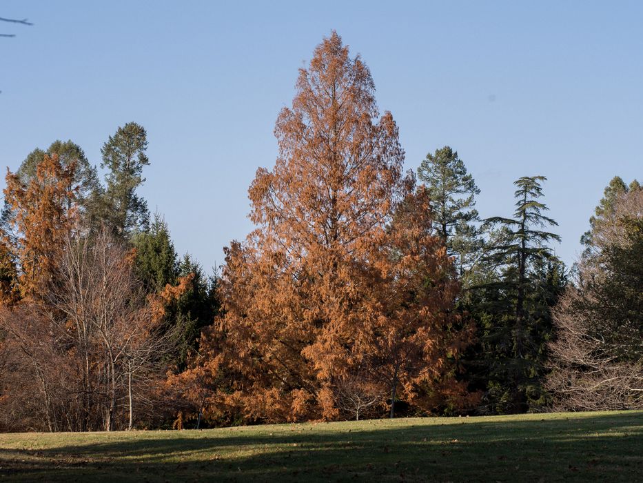 Dawn redwood (Metasequoia).<br />Nov. 23, 2014 - Maudslay State Park, Newburyport, Massachusetts.