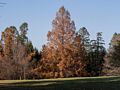 Dawn redwood (Metasequoia).<br />Nov. 23, 2014 - Maudslay State Park, Newburyport, Massachusetts.