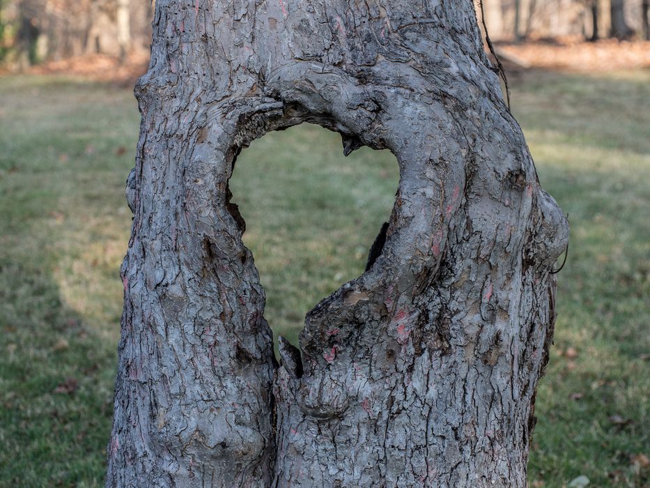Tree trunk with a heart shaped hole.<br />Nov. 23, 2014 - Maudslay State Park, Newburyport, Massachusetts.