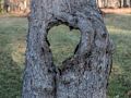 Tree trunk with a heart shaped hole.<br />Nov. 23, 2014 - Maudslay State Park, Newburyport, Massachusetts.