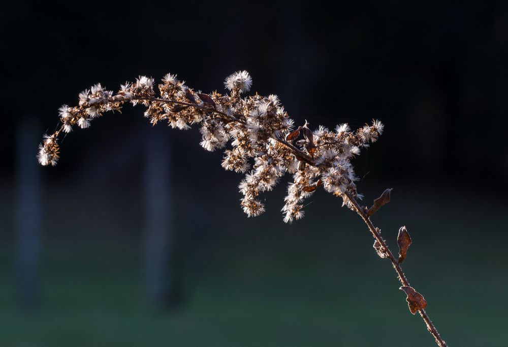 Nov. 23, 2014 - Maudslay State Park, Newburyport, Massachusetts.