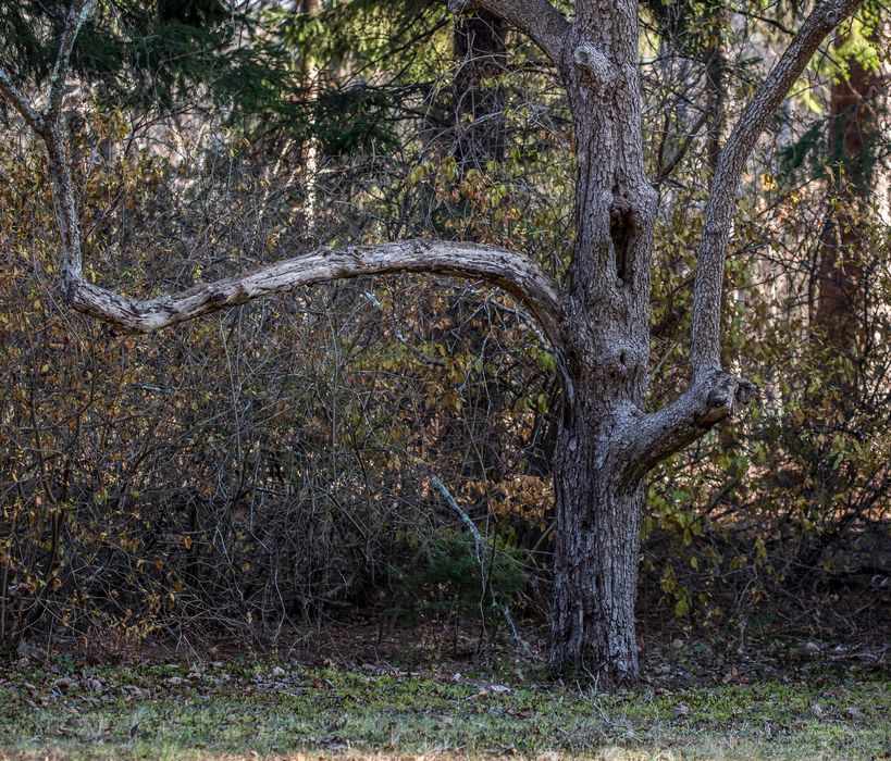 Nov. 23, 2014 - Maudslay State Park, Newburyport, Massachusetts.