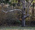 Nov. 23, 2014 - Maudslay State Park, Newburyport, Massachusetts.